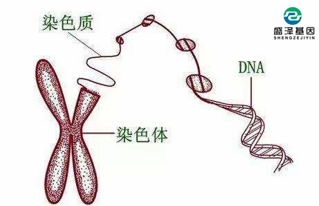 DNA親子鑒定檢測樣本的原理及步驟是什么?