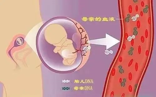 東莞哪家胎兒親子鑒定準確？（無創胎兒、羊水、絨毛）