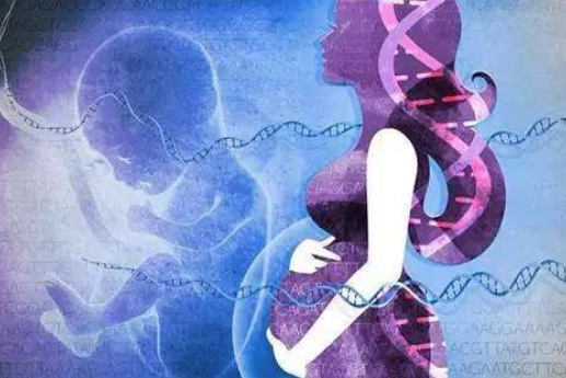 為什么孕婦可以通過靜脈血親子鑒定胎兒？