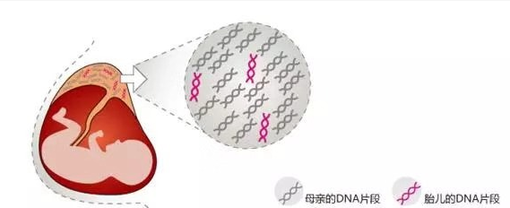 無創(chuàng)胎兒親子鑒定準(zhǔn)確率是多少？關(guān)于無創(chuàng)胎兒親子鑒定檢測技術(shù)